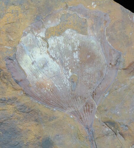 Fossil Ginkgo Leaf From North Dakota - Paleocene #65827